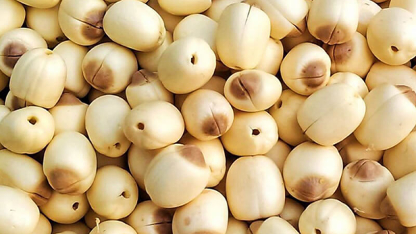 (HỒI PHỤC) HẠT SEN TƯƠI HUẾ CHÍNH GỐC ĐẶC SẢN HUẾ 1KG - Ảnh 2